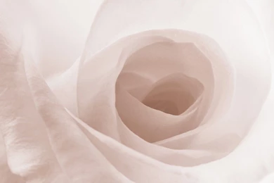 White Rose Wallpapers C11