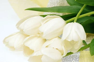 White Rose   Flikie Wallpapers