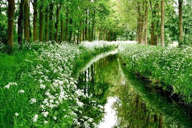 35+ Beautiful Free Flowers Wallpapers HD For Download