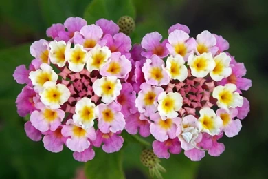 Nice Flower Wallpapers   4557