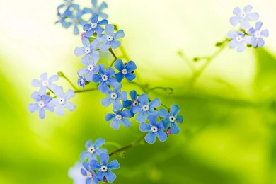 Beautiful Flowers Desktop Wallpaper.jpg