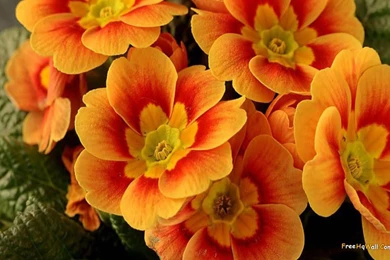 Beautiful orange flowers wallpaper.jpg