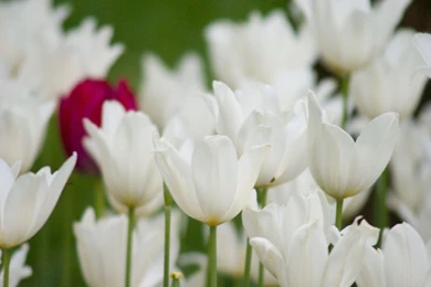 White Tulips Wallpapers   Crazy Frankenstein