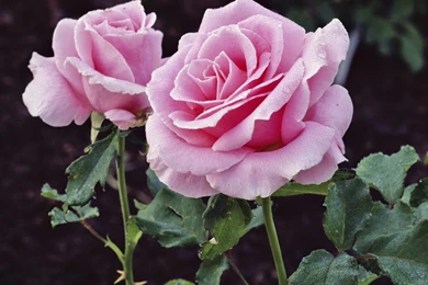 Flowers   Lessons   TES