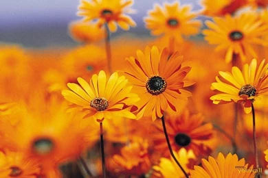 YouWall   Nice Flowers Wallpapers   Wallpaper,wallpapers,free ...