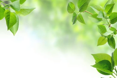 Other Wallpapers   WallpaperLayer.com