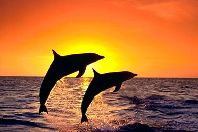 Pictures > Beautiful Ocean Sunset With Dolphin