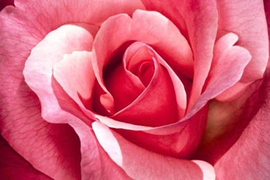 Why A Valentine's Conception Needs More Than A Card And ...