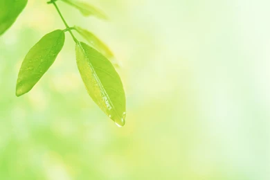 Gallery For   Light Green Leaves Backgrounds