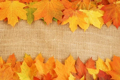 Nature Leaves Backgrounds Thirty seven