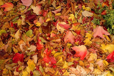 30+ Crispy & Chromatic Autumn/Fall HD BackgroundsCreatiWittyBlog