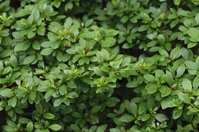 Emerald Green Leaves Backgrounds   Foto Du Jour