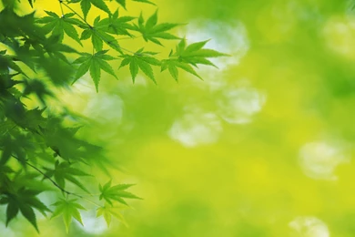 Green Leaves HD Wallpapers