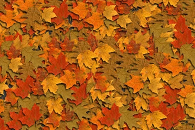 Fall Leaves Backgrounds   Wallpapers Cave