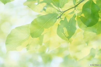 Green Leaves Wallpapers   HD Wallpapers Lovely