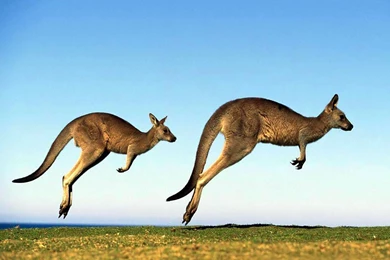 Kangaroo Wallpapers   Australian Kangaroo Animal Wallpapers