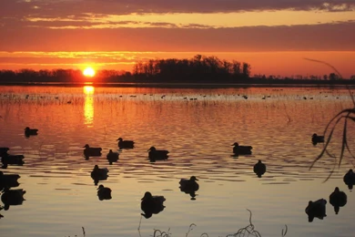 Goose Hunting Desktop Wallpapers   HD Wallpaper Backgrounds Of ...