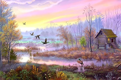 Ducks Wallpapers   Wild Ducks Bird Photo Gallery