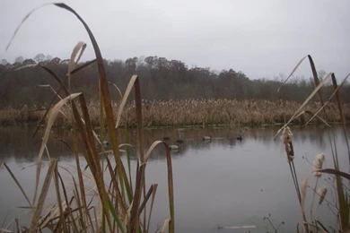 Wallpapers Hunting Logo All Graphics Duck Logos 1024x768