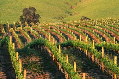 Vineyard Wallpapers   Wallpapers Cave