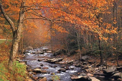 Thanksgiving Wallpapers 2016  Dr. Odd