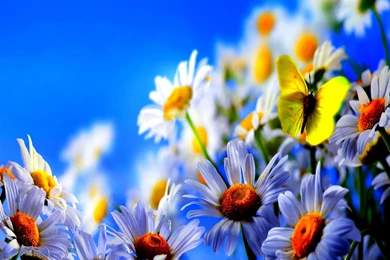 Galaxy S5 Wallpapers HD   Beautiful, Stunning Wallpapers