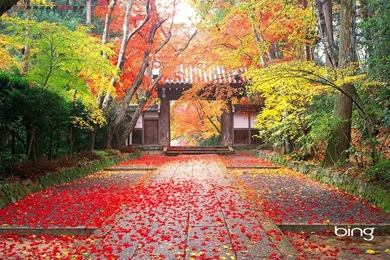 Bing Images Desktop Wallpapers   Wallpapers Cave