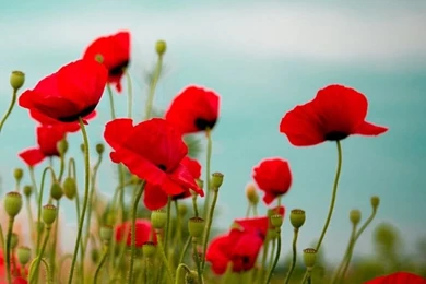 Beautiful Poppy Field HD Desktop Wallpapers : High Definition ...