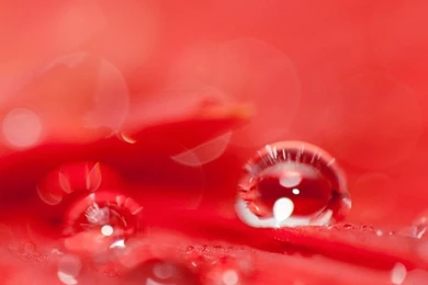 Beautiful Water Drops On A Red Flower HD Desktop Wallpapers ...