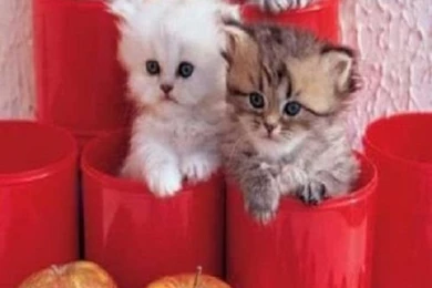 Beautiful cats wallpapers for mobile free hd beautiful