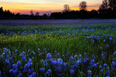 Bing Wallpapers Download   Bing Hd Wallpapers