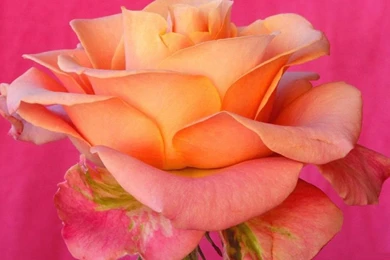 Pretty Computer Wallpapers   Wallpapers Cave