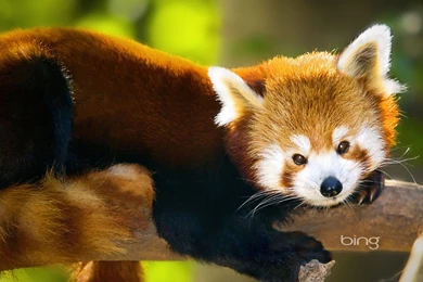 The Bridge Desktop Wallpapers 23157   Desktop Wallpapers   System ...