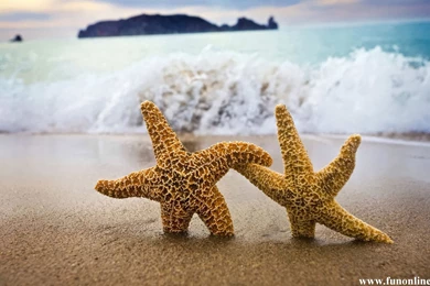 Starfish Wallpapers, Download Charming Starfishes HD Wallpapers Free