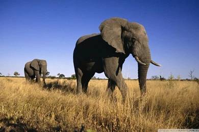 African Elephants HD Desktop Wallpapers : Widescreen : High ...