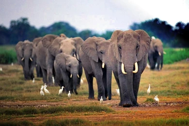 Does Kasane Hold The Key To Unlocking Action On The Ground For ...