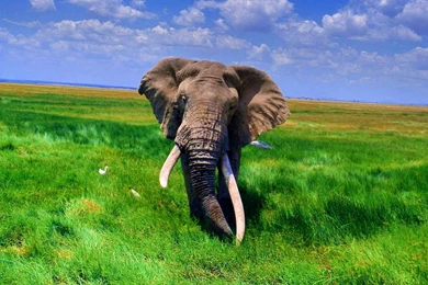 African Elephant Wallpapers Wallpapers Cave