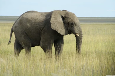 Fonds D'écran Elephant : Tous Les Wallpapers Elephant