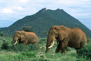 African Elephant Wallpapers Picture   Animals Town