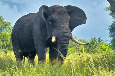 Elephant HD Wallpapers