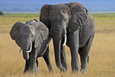 African Elephant Animal Backgrounds Wallpapers   Zibrato