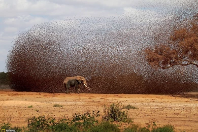 African Elephant Picture    Animal Wallpapers    National ...