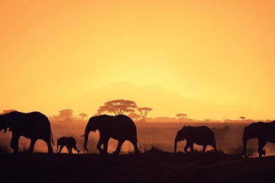 Beautiful African Elephant Group Wallpapers   1920x1080   222562
