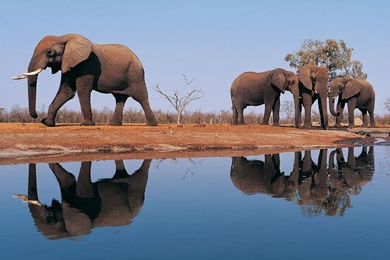 Elephants Wallpapers >> Backgrounds With Quality HD