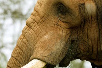 African Elephant Wallpapers   Wallpaper.