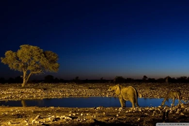 African Elephants HD Desktop Wallpapers : High Definition ...