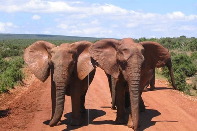 Elephants+8.JPG