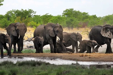 African elephant endangered 2016 Wildlife wallpaper 2.jpg