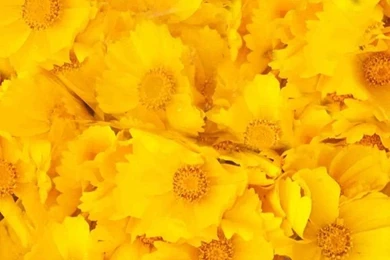 Download Texture: Yellow Flowers, Texture, Flowers, Flower ...