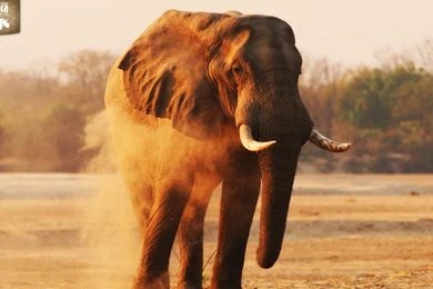 Rhino Africa Downloads   Wildlife Wallpapers